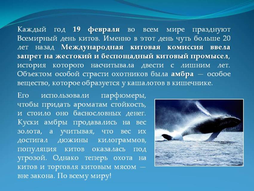 Открытки картинки с надписями С днем защиты морских млекопитающих