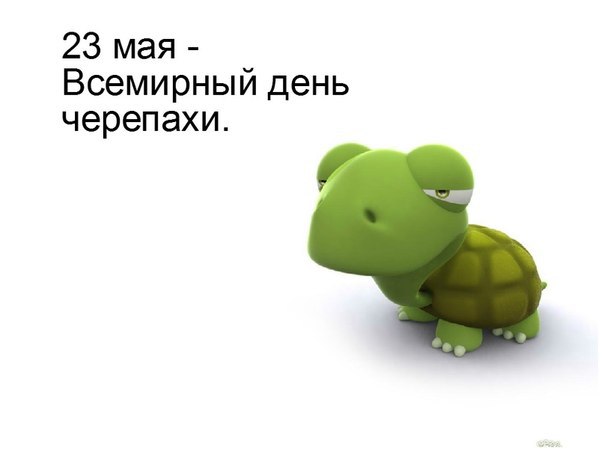 Открытки, картинки и анимация с днем черепахи бесплатно
