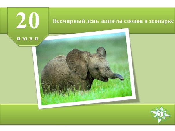 Открытки, картинки и анимация на день защиты слонов