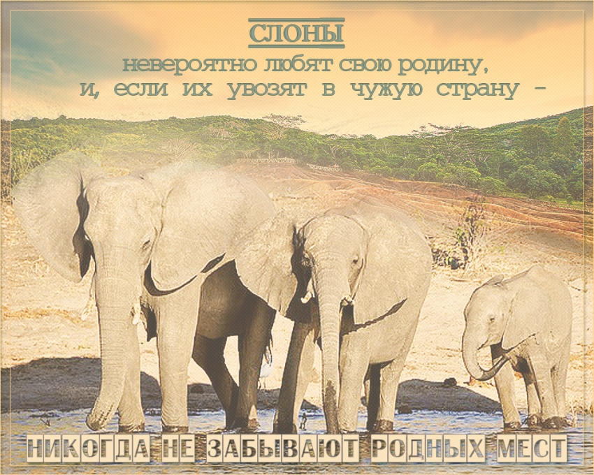 Красивые картинки и открытки с днем защиты слонов