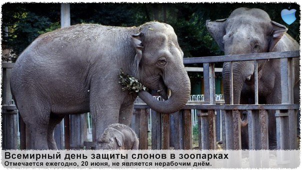 Картинки открытки и анимашки с днем защиты слонов скачать