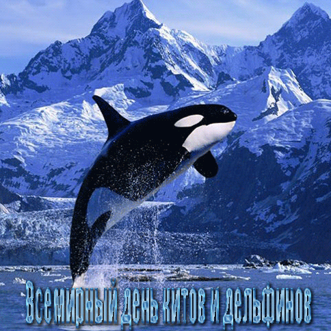 Картинки открытки и анимашки на день китов и дельфинов скачать