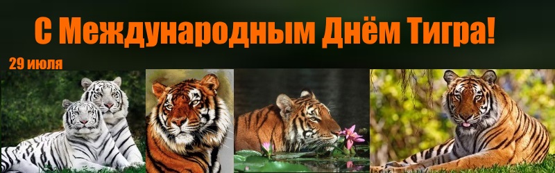 Открытки, картинки и анимация на день тигра бесплатно без регистрации