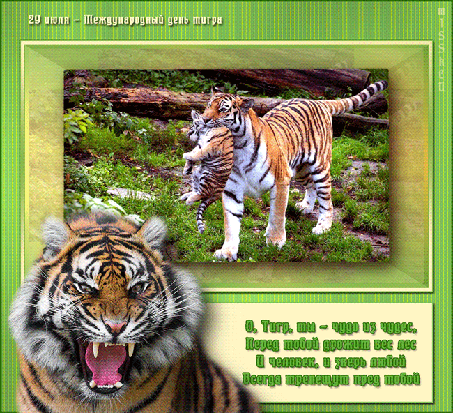Красивые картинки и открытки с днём тигра