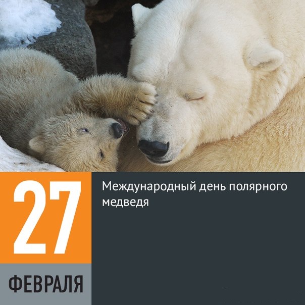 Открытки картинки с надписями С днем полярного медведя бесплатно