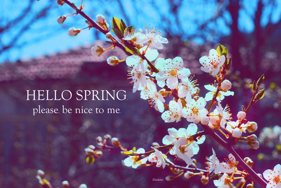 Картинки открытки Hello spring красивые скачать