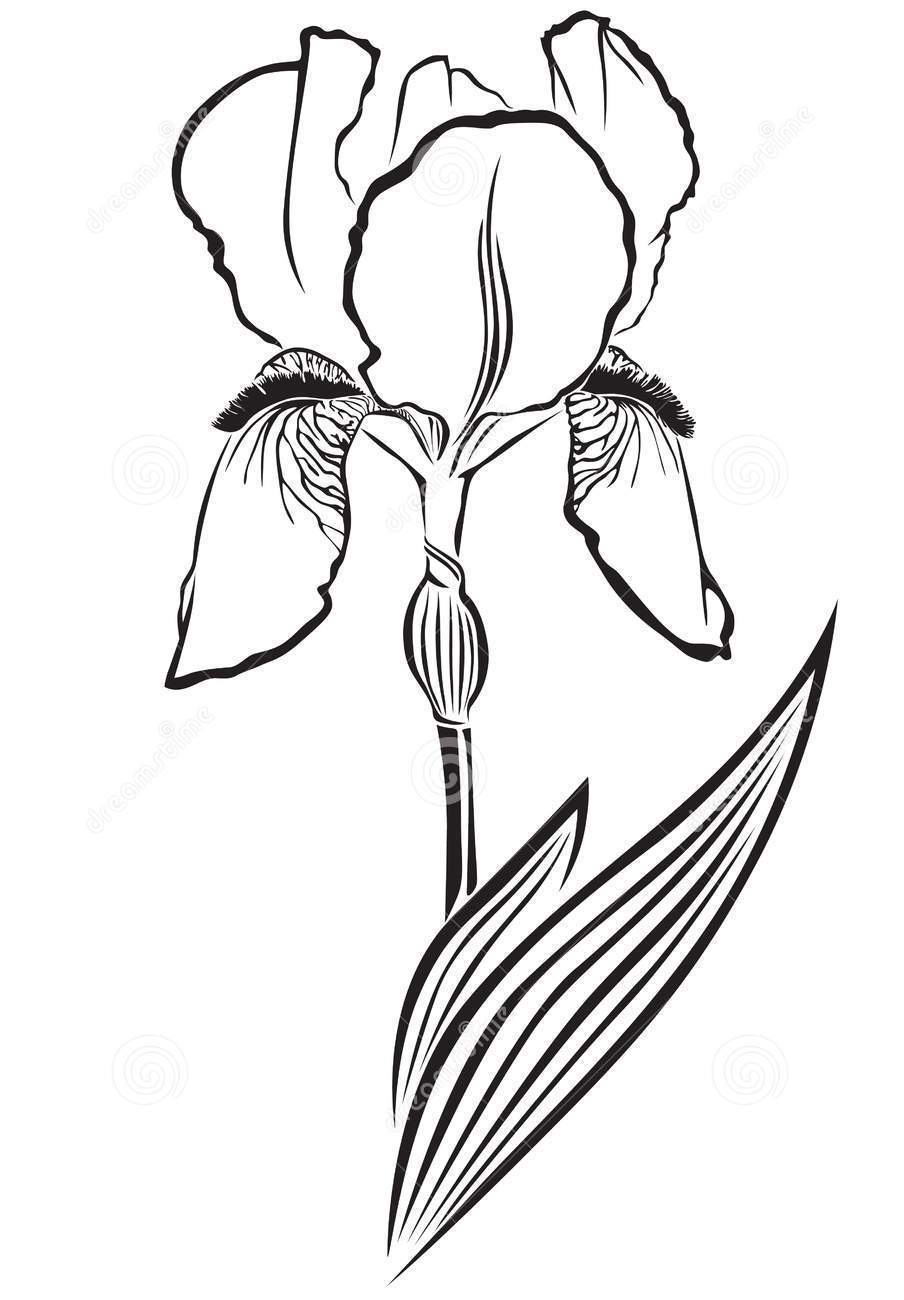 Контур цветка ириса