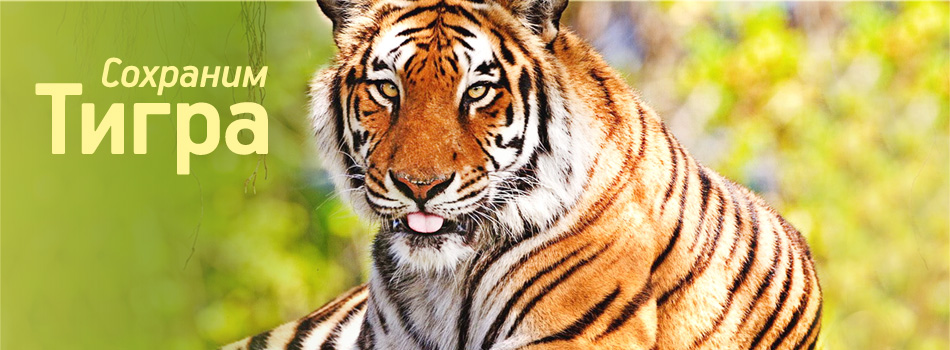 Открытки, картинки и анимация на день тигра бесплатно без регистрации