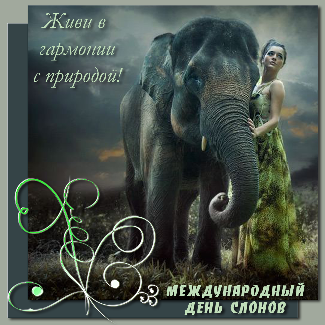 Картинки открытки на день слонов скачать